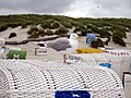 Amrum, Norddorf, Möwe auf Strandkorb