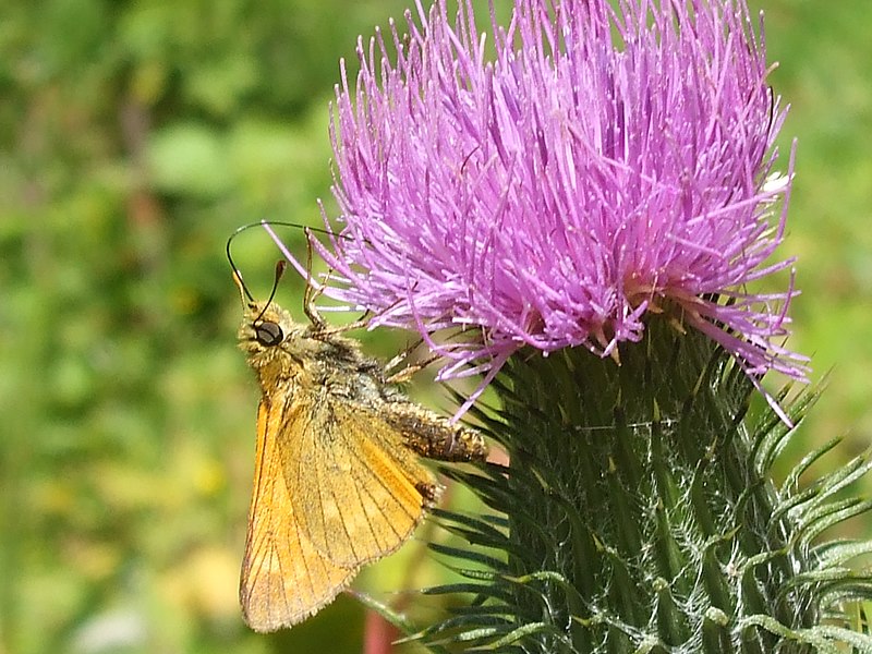 File:Natura - panoramio (3).jpg