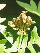 Osmunda regalis, fronde fértil juvenil.