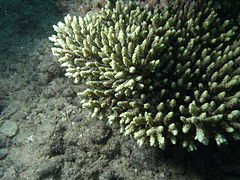 Acropora aculeus