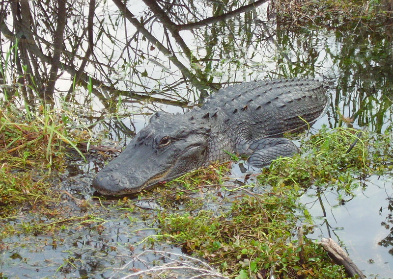 File:Anhingatrailalligator.png