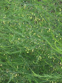 Spergill (Asparagus officinalis)