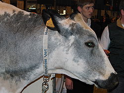 Vache bleue du Nord.