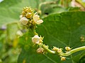 * Nomination Blossoms, Hedgehog gourd (Cucumis dipsaceus), Mawphanlur, West Khasi Hills, Meghalaya --Tagooty 00:47, 29 October 2024 (UTC) * Promotion  Support Good quality. --Johann Jaritz 04:37, 29 October 2024 (UTC)