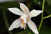 Cymbidium insigne