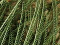 Leaflets of Parkinsonia aculeata