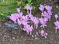 Autumn Crocus