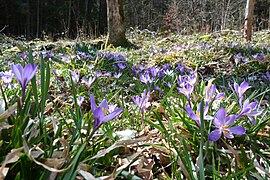 Crocus