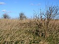 Dry vegetation in Europe