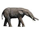 Gomphotherium angustidens