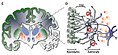 June 2: The Subventricular zone of a human brain.