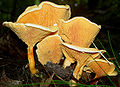 Hygrophoropsis aurantiaca F. Hygrophoropsidaceae