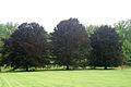 Fagus sylvatica 'Atropurpurea' (Purple European Beech)