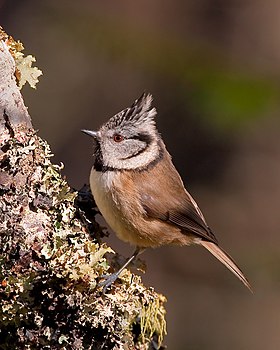 Lophophanes cristatus