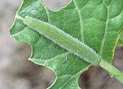 Rups op broccoli