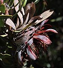 Protea pendula blom