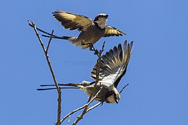 Streamer-tailed Tyrant - Sumidoro - Brazil S4E1401 (12901729013).jpg