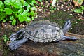 * Nomination Yellow-bellied slider (Trachemys scripta scripta), Munich Botanical Garden, Germany --Poco a poco 08:33, 23 December 2013 (UTC) * Promotion Good quality. --Cayambe 11:26, 25 December 2013 (UTC)