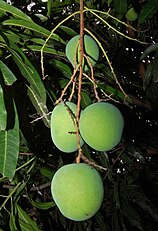 Mangga gedong, unripe fruits. From Jabranti, Kuningan.