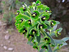 Gros plan des fleurs (Col de Banyuls, Espagne).