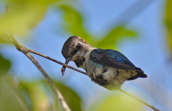 Bijkolibrie (Mellisuga helenae)