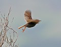 In flight at Outeniqua pass, South Africa