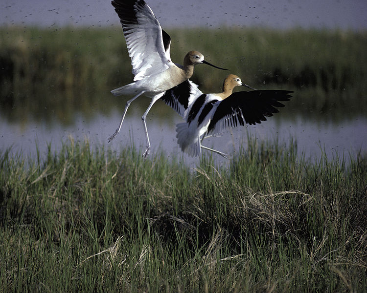 File:Avocets (6203885680).jpg