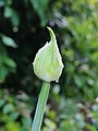 * Nomination Closed flower bud of a Agapanthus orientalis after rain.-- Famberhorst 05:15, 12 August 2013 (UTC) Cannot be promoted without the species Poco a poco 16:04, 12 August 2013 (UTC)  Comment Agapanthus orientalis.-- Famberhorst 18:20, 12 August 2013(UTC) * Promotion I fixed the cat --Poco a poco 14:46, 13 August 2013 (UTC)