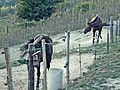 Borgo Corboli-horses