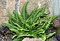 Feto Asplenium marinum