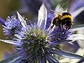 Bombus terestis oprašuje cvijet