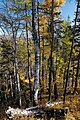 Pădure lângă Lacul Baikal, Rusia