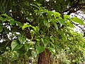 flowers, leaves