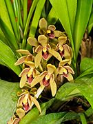 Cymbidium devonianum