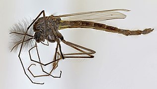 Chironomus anthracinus.