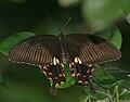 Papilio polytes (Common Mormon)