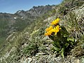 Crepis rhaetica