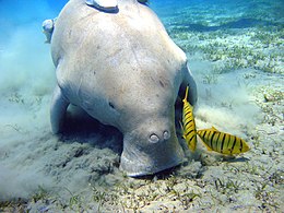 Dugong Gnathanodon speciosusok társaságában; Egyiptom közelében