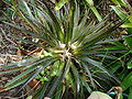 DYCKIA Green (3 of 3)