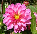 Dahlia 'Dahlstar Sunset Pink'