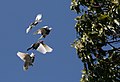 A Flock of Domestic Pigeons