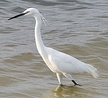 Egretta garzetta.jpg