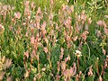 Meadow habitat mid-summer development of seed heads Olympic National Park