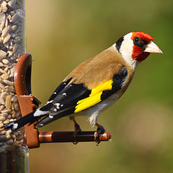 Carduelis carduelis (macho).