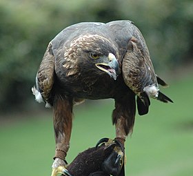 Águia real (Aquila chrysaetos)