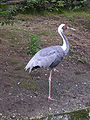 White-naped crane