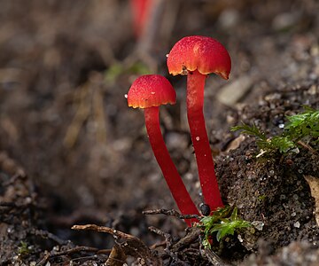 Hygrocybe miniata - Ferndale Park