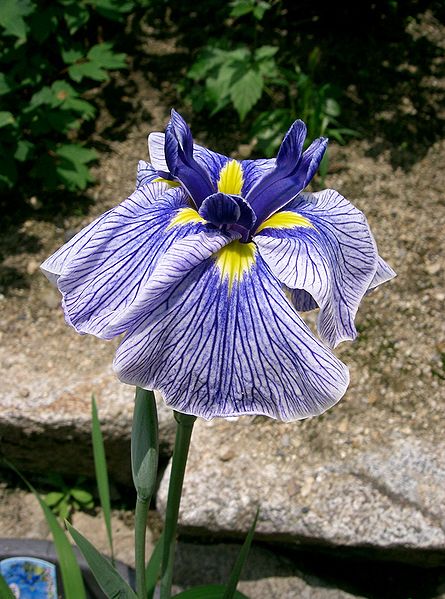 File:Iris ensata cv Azumakagami.jpg