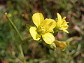 Brassica sp.