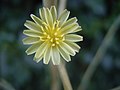 close up of 1 flower